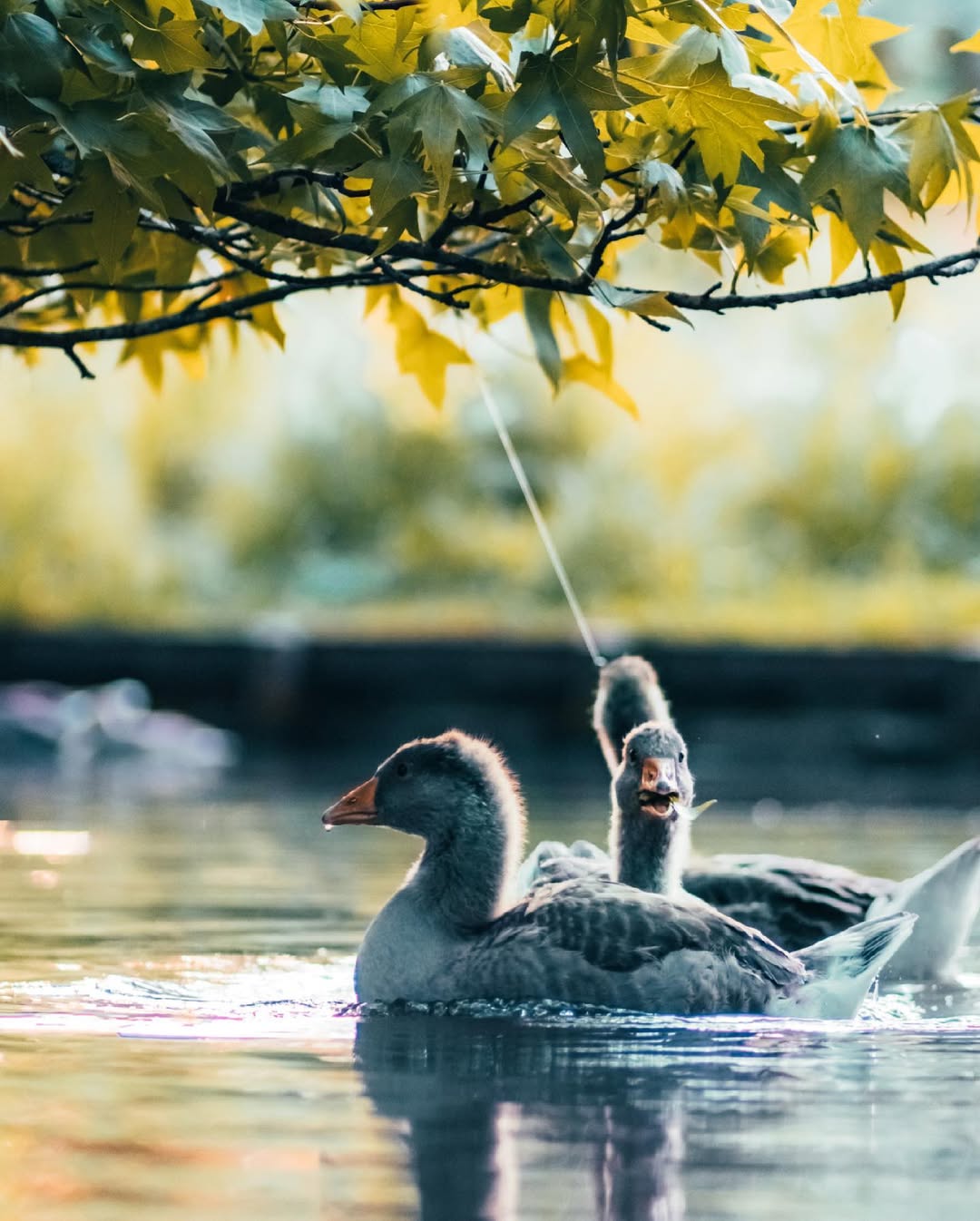 Photo animaux : canards