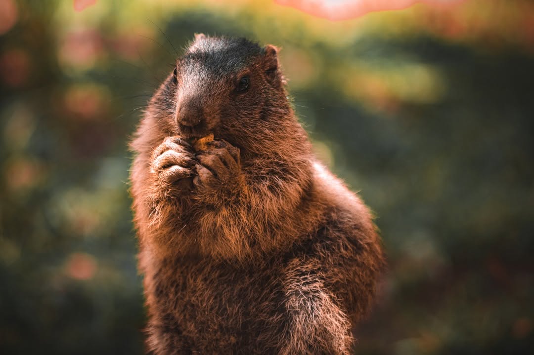 Photo animaux : castor