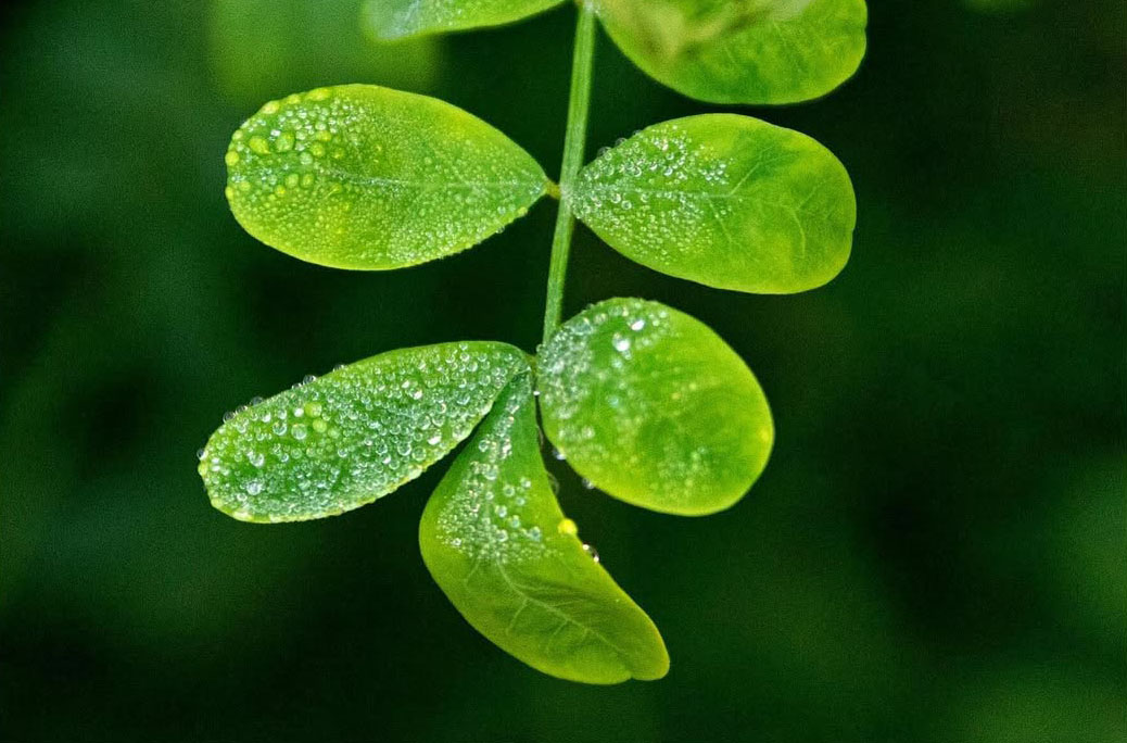 Photo macro : Macro - Feuille macro