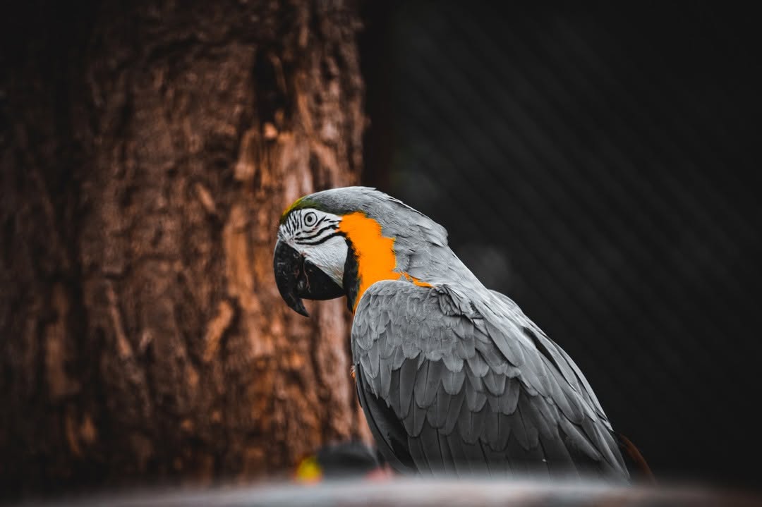 Photo animaux : perroquet