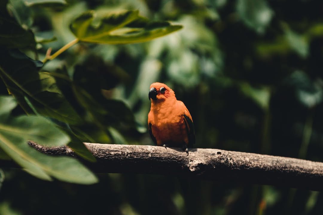 Photo animaux : perroquet