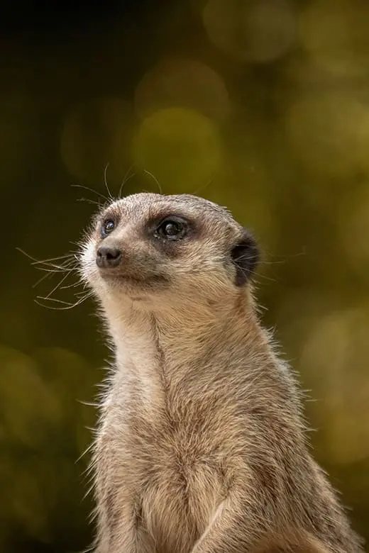 Photo animaux : lémurien